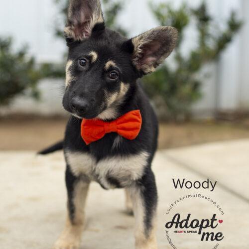 Woody, a Adoptable mixed breed in Bakersfield, CA image 4/4