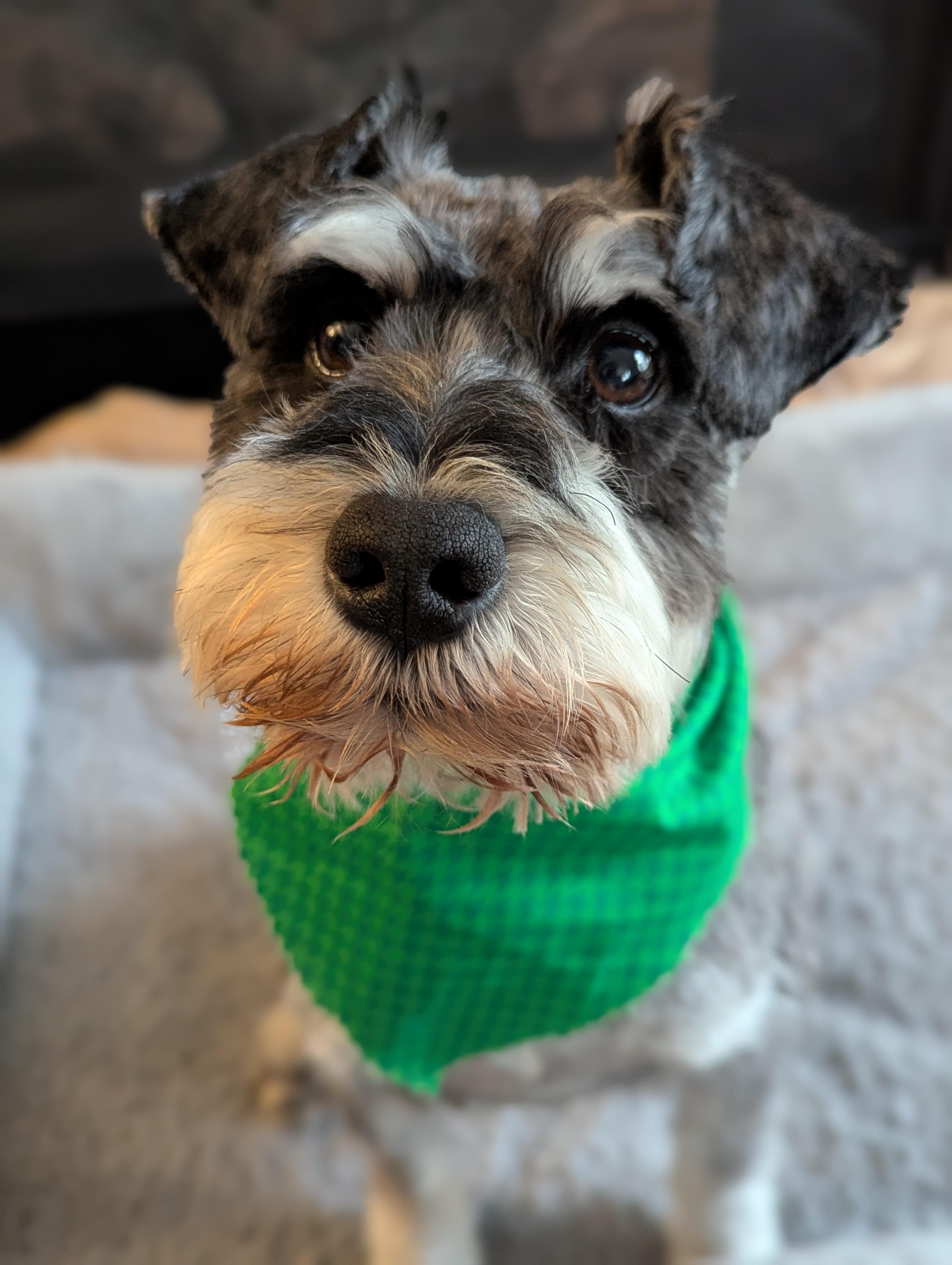 Enlarge Smitty-Adoption Pending, a ADOPTABLE Schnoodle in Miamisburg, OH image 3/6