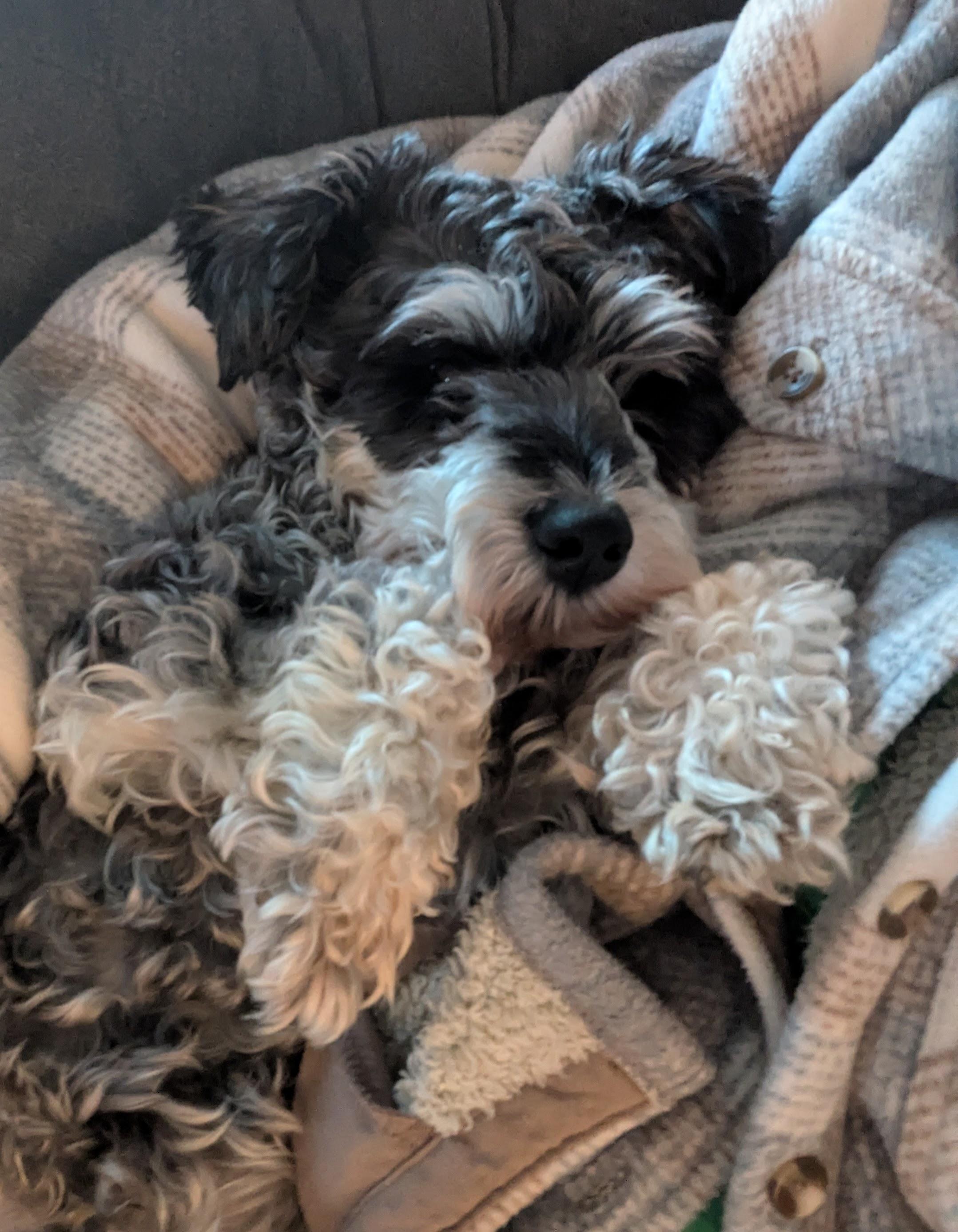 Enlarge Smitty-Adoption Pending, a ADOPTABLE Schnoodle in Miamisburg, OH image 5/6