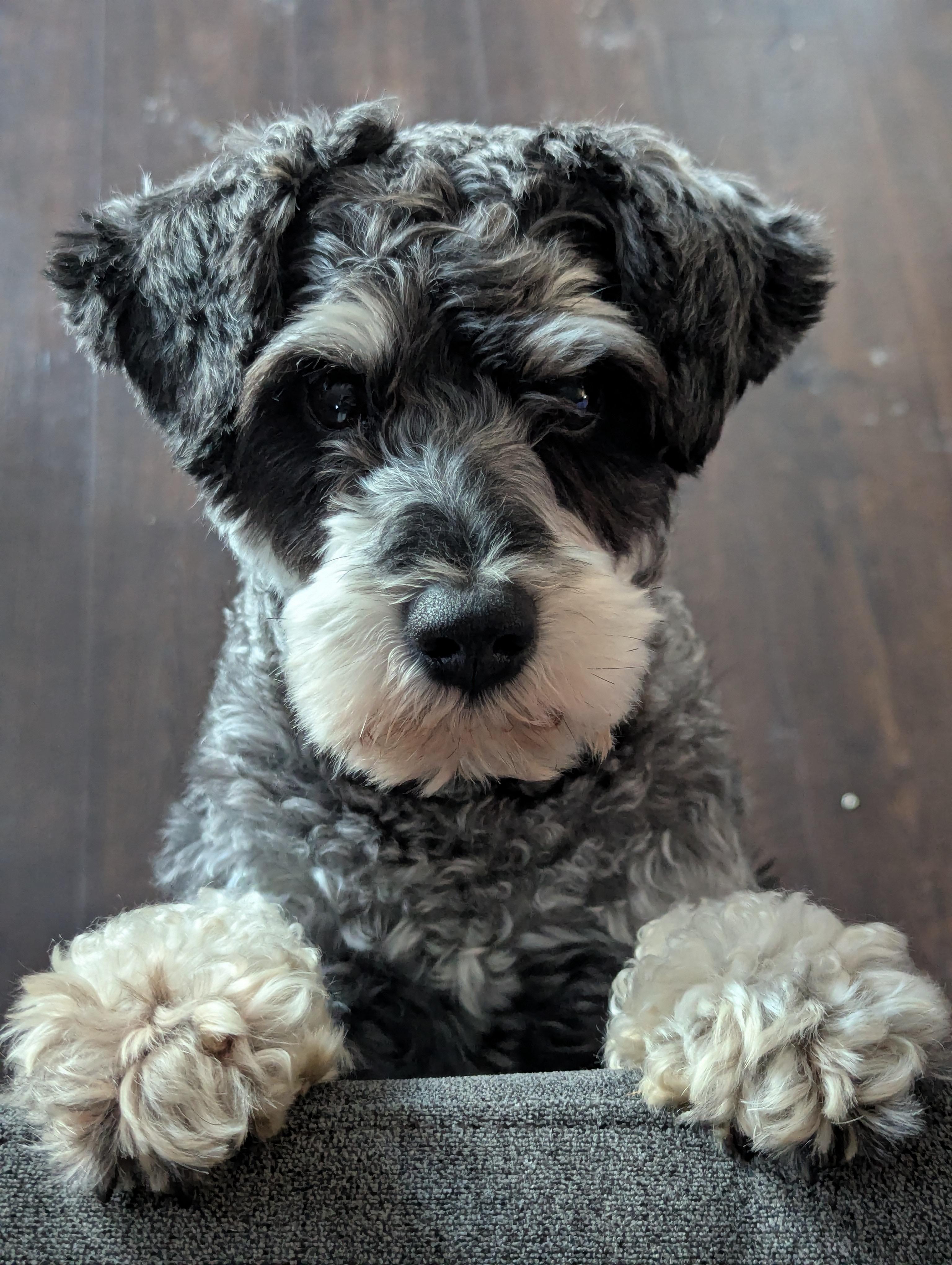 Enlarge Smitty-Adoption Pending, a ADOPTABLE Schnoodle in Miamisburg, OH image 4/6