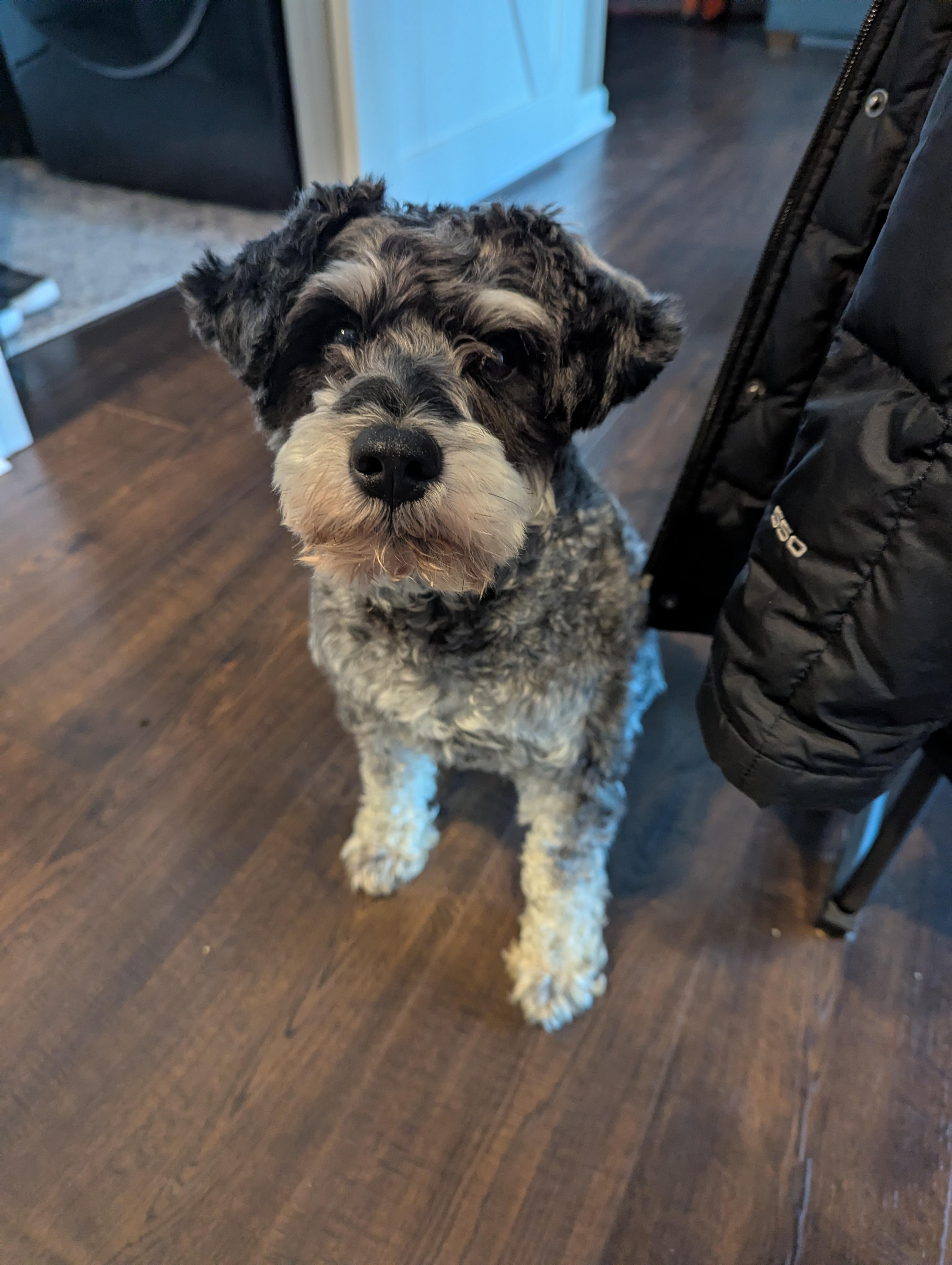 Enlarge Smitty-Adoption Pending, a ADOPTABLE Schnoodle in Miamisburg, OH image 2/6