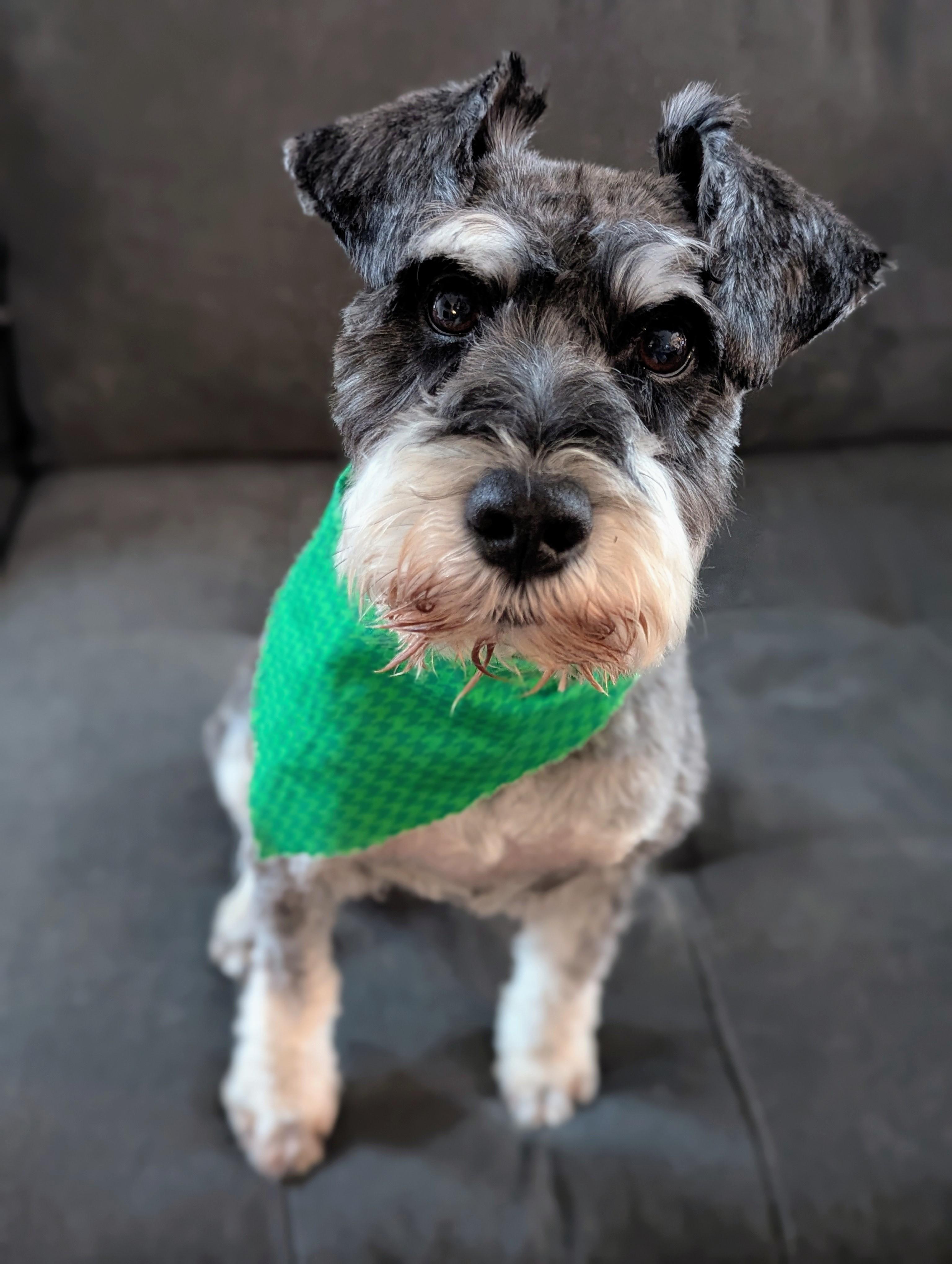 Enlarge Smitty-Adoption Pending, a ADOPTABLE Schnoodle in Miamisburg, OH image 6/6