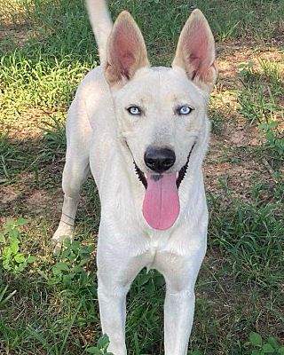 Zube, Adoptable, Adult Female Shepherd.
