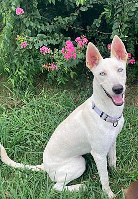 Enlarge Zube, a Adoptable mixed breed in Brookshire, TX image 2/2