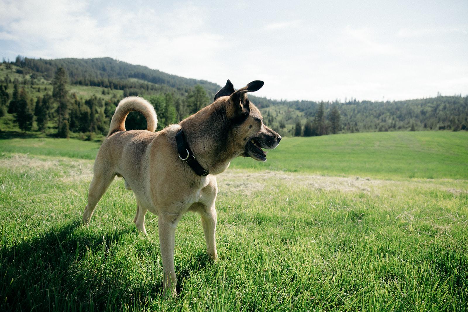 Boeing, a ADOPTABLE mixed breed in Plummer, ID image 3/5