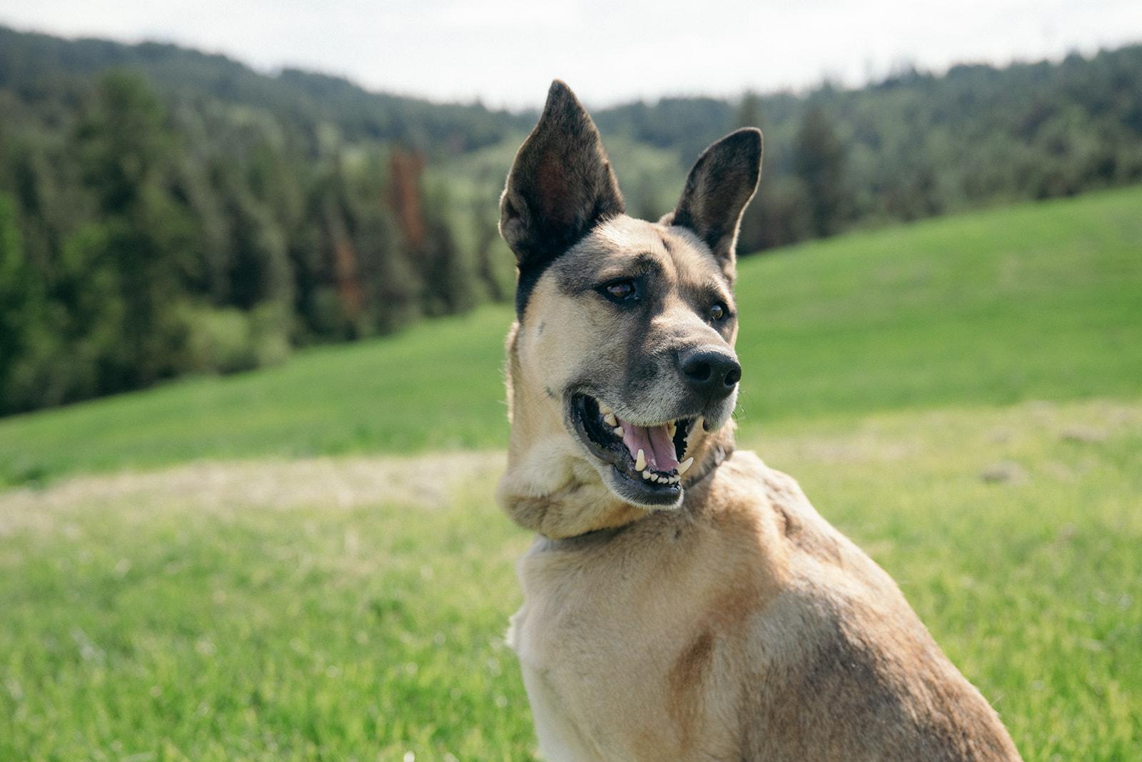 Boeing, a ADOPTABLE mixed breed in Plummer, ID image 1/5
