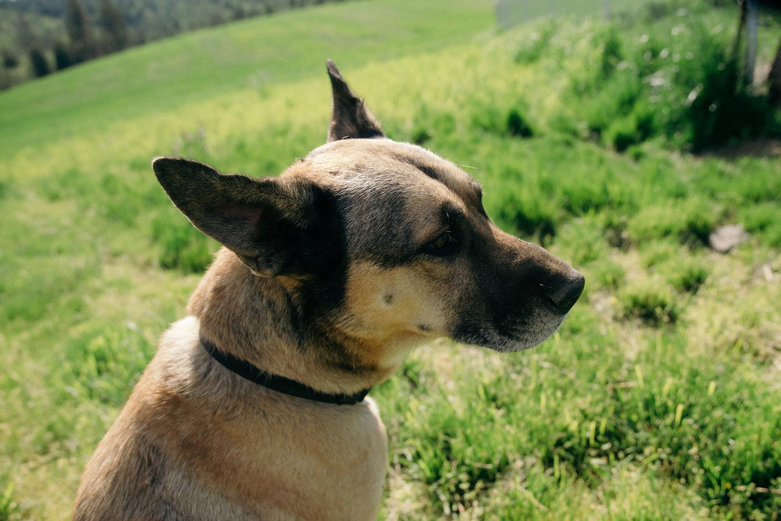 Boeing, a ADOPTABLE mixed breed in Plummer, ID image 4/5