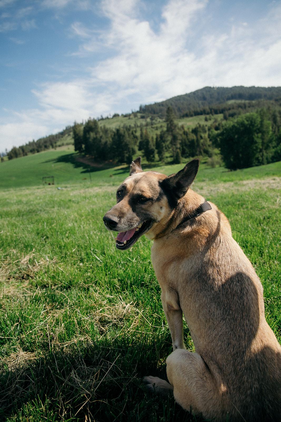 Boeing, a ADOPTABLE mixed breed in Plummer, ID image 5/5