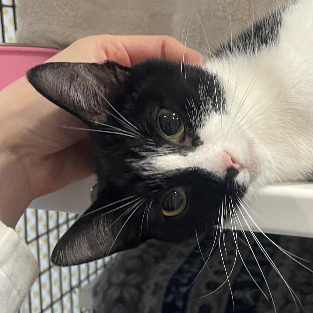 Muneca, Adoptable, Young Female Domestic Short Hair.