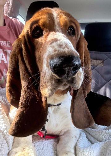 Enlarge BENNY, a Adopted Basset Hound in Mays Landing, NJ image 1/3