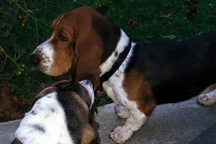 Enlarge BENNY, a Adopted Basset Hound in Mays Landing, NJ image 2/3