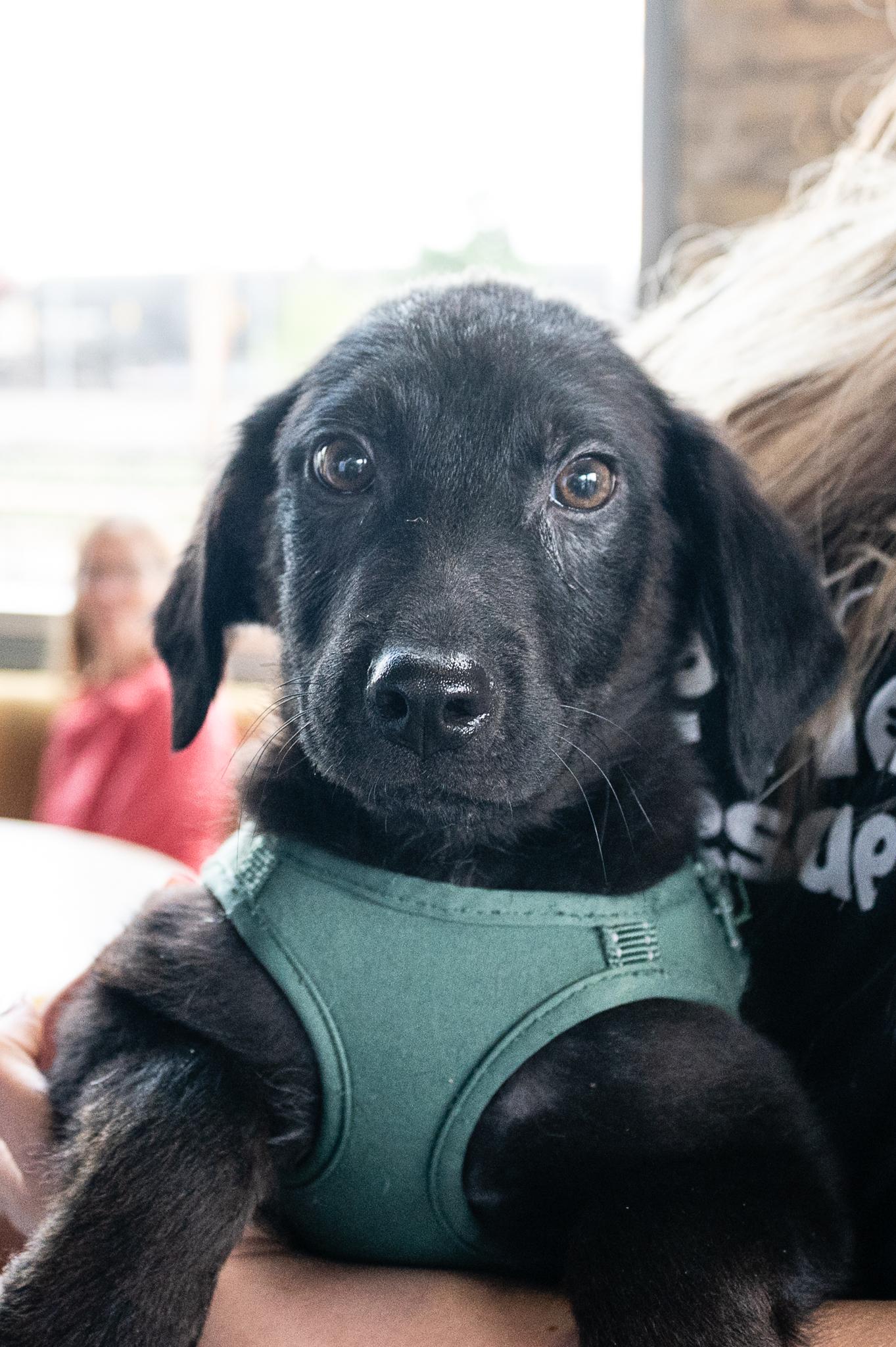 Enlarge Dempsey, a Adoptable mixed breed in Minneapolis, MN image 4/6