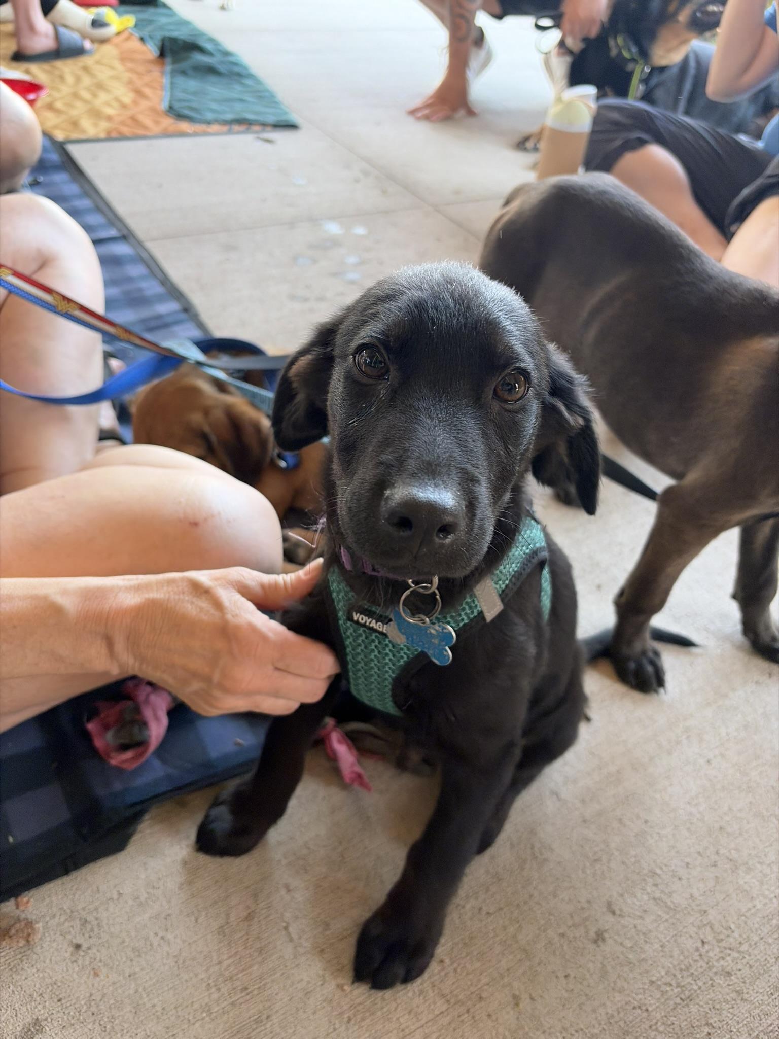 Dempsey, Adoptable, Puppy Male Retriever & Shepherd.
