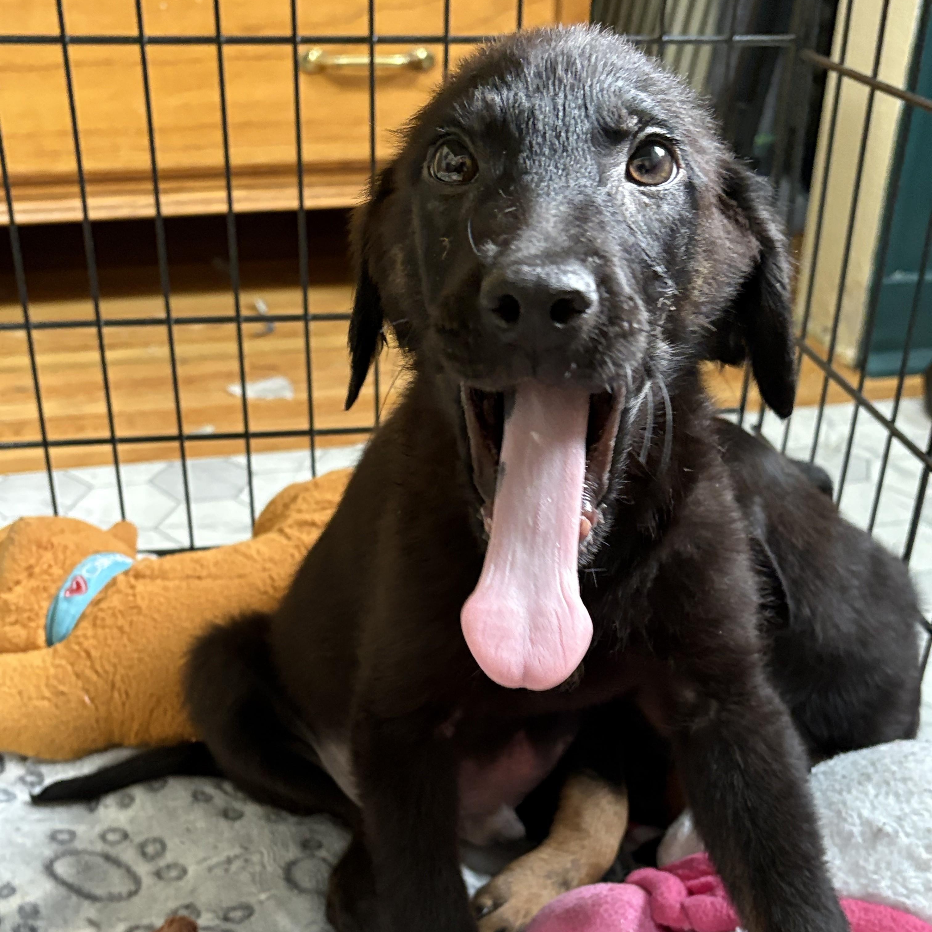 Enlarge Dempsey, a Adoptable mixed breed in Minneapolis, MN image 3/6