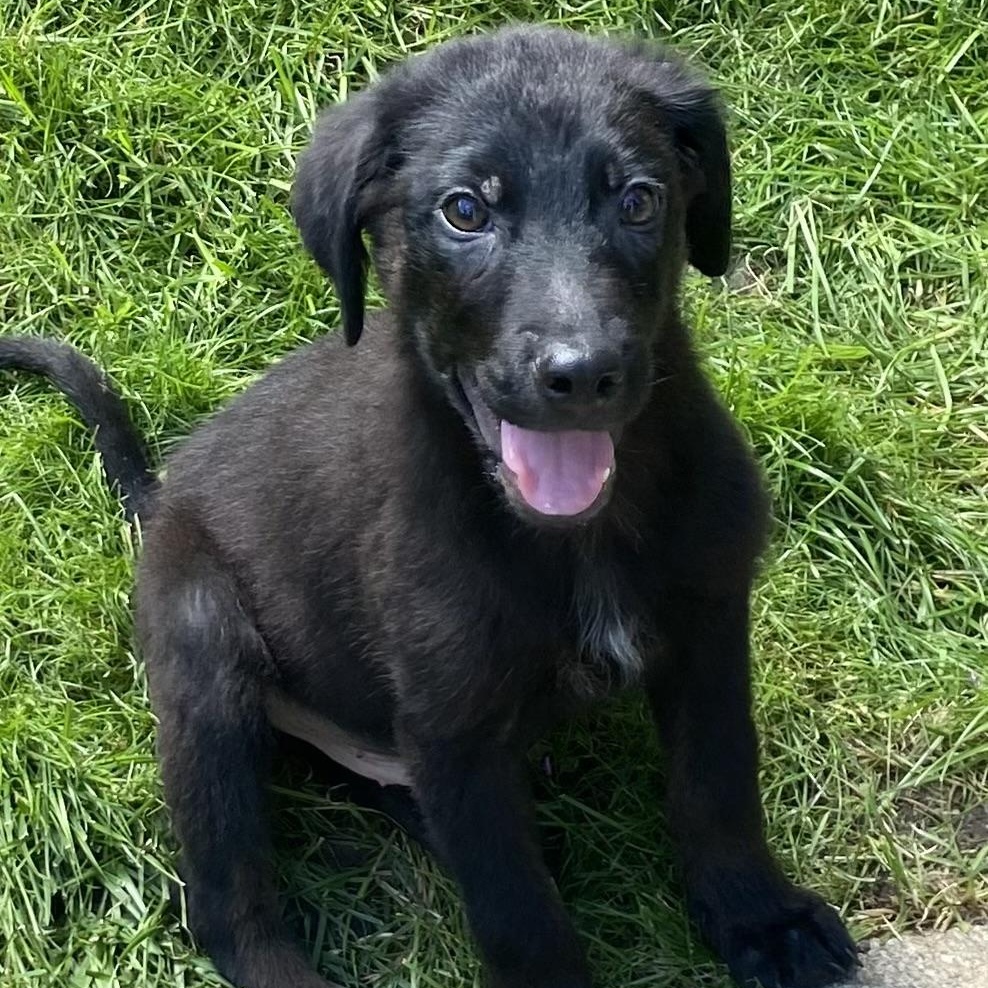Enlarge Dempsey, a Adoptable mixed breed in Minneapolis, MN image 2/6