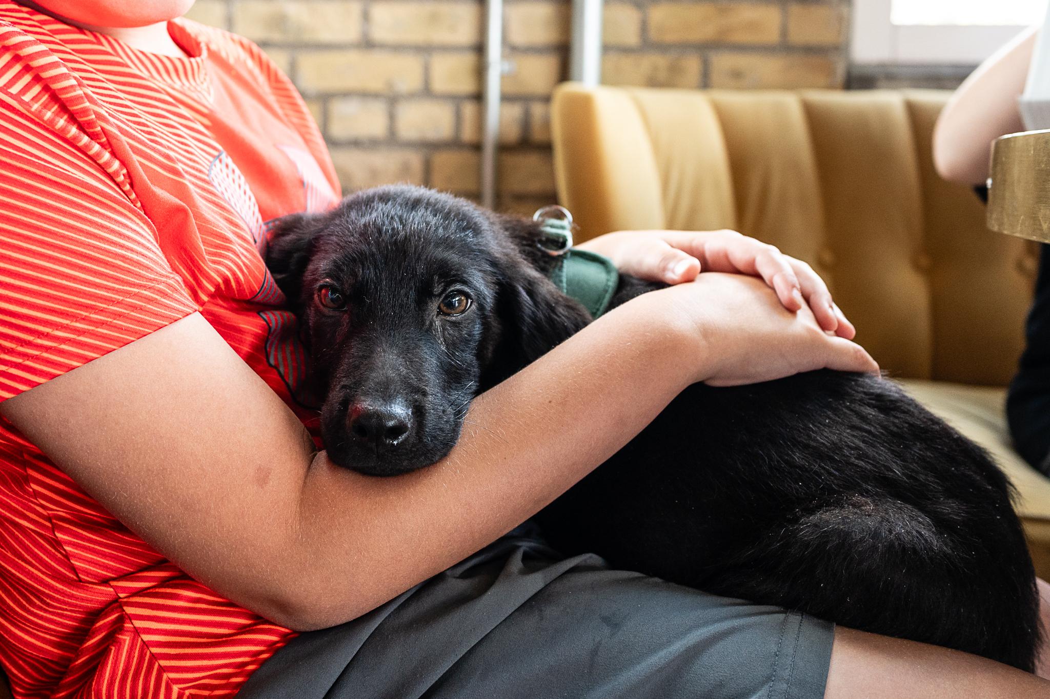 Enlarge Dempsey, a Adoptable mixed breed in Minneapolis, MN image 6/6