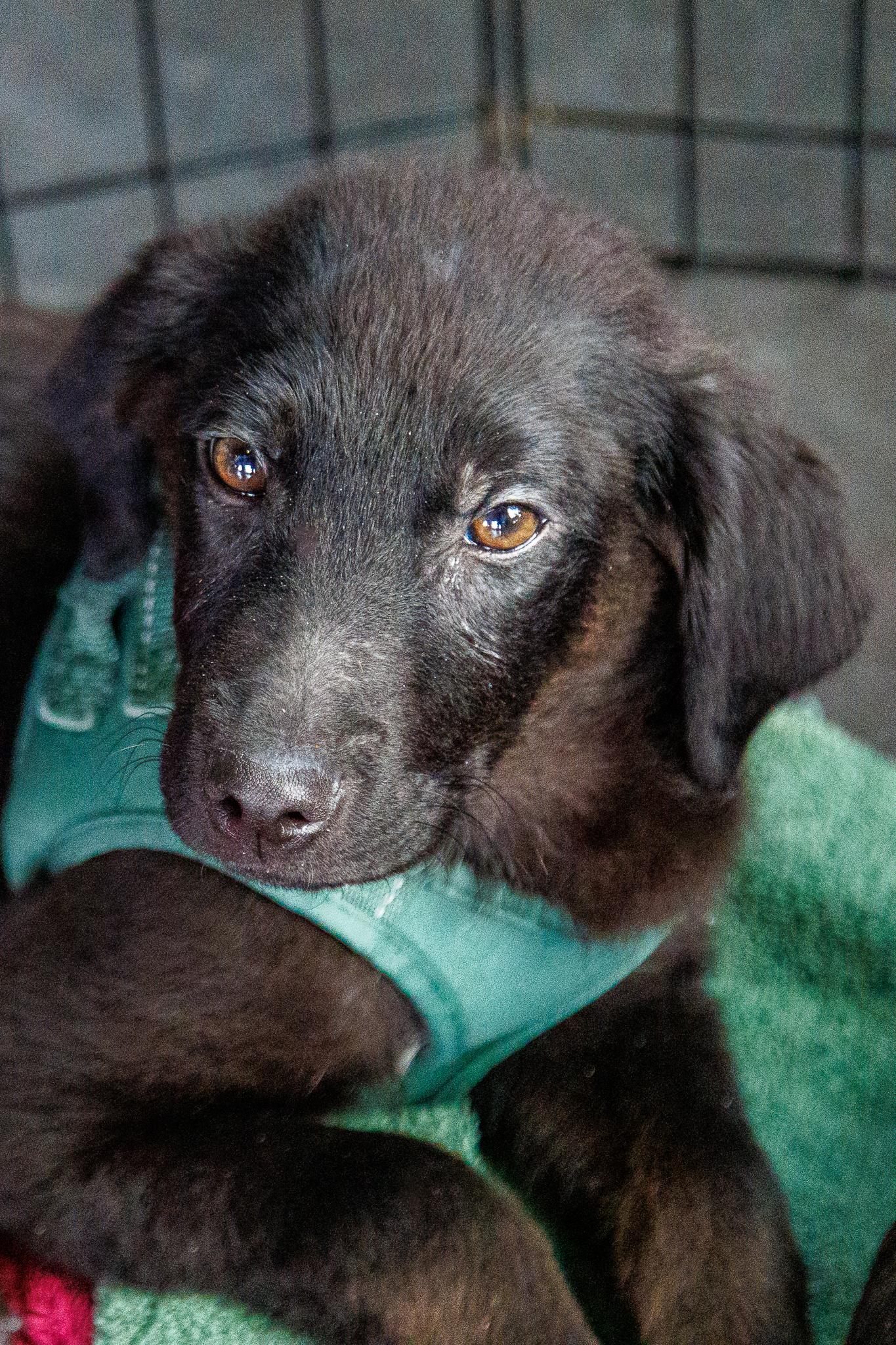 Enlarge Dempsey, a Adoptable mixed breed in Minneapolis, MN image 5/6