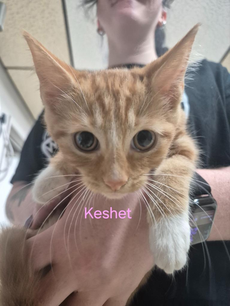 Keshet, a Adoptable mixed breed in Cincinnati, OH image 2/2
