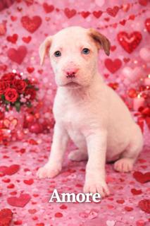 Amore, adopted, Puppy Female Boxer & American Bully.