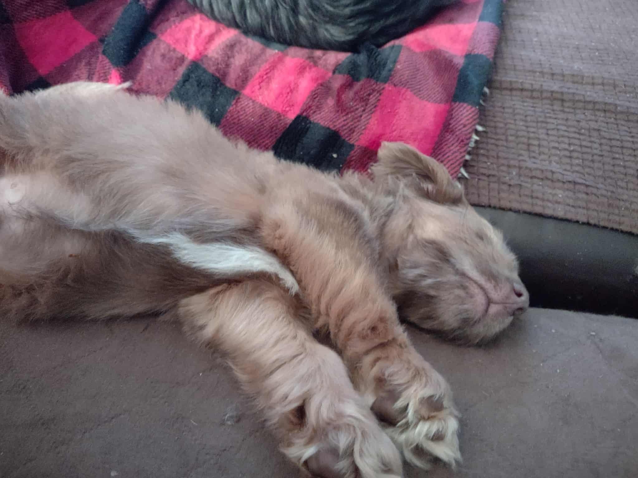 Enlarge Rudy, an adopted mixed breed in Sparta, NC image 3/5