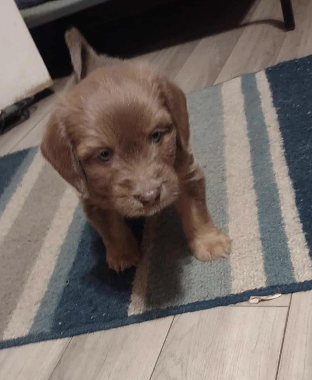 Rudy, adopted, Puppy Male Yorkshire Terrier.