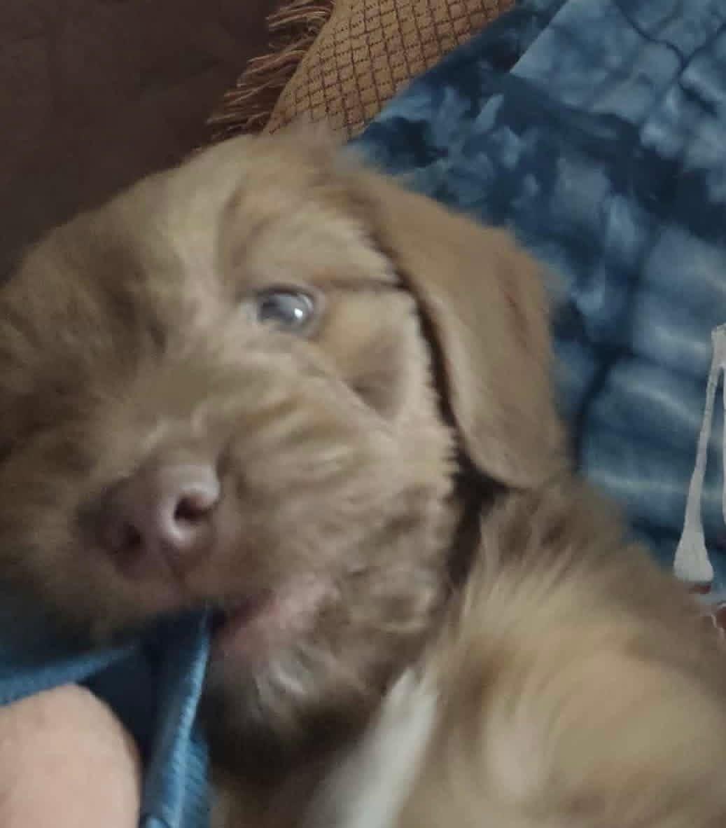 Enlarge Rudy, an adopted mixed breed in Sparta, NC image 5/5