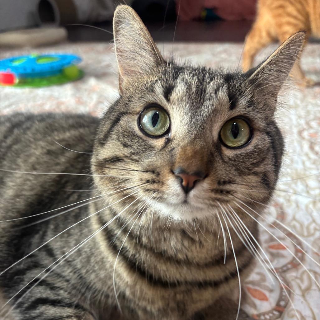 Meatball 8C26, Adoptable, Adult Male Domestic Short Hair.