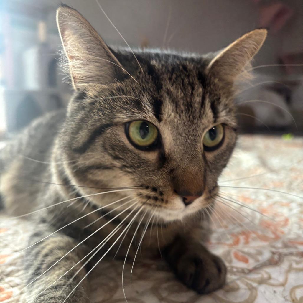 Enlarge Meatball 8C26, a Adoptable Domestic Short Hair in Napoleon, OH image 2/6