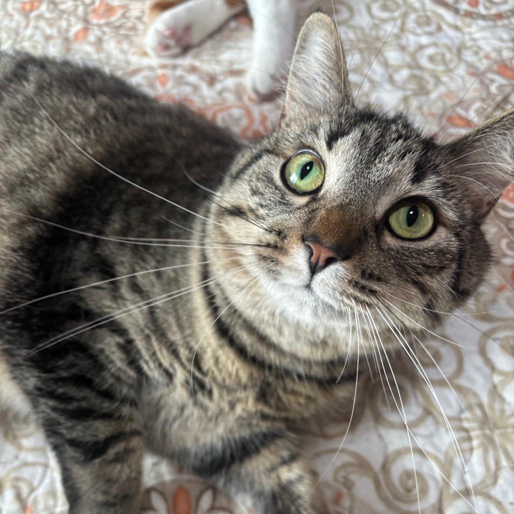 Enlarge Meatball 8C26, a Adoptable Domestic Short Hair in Napoleon, OH image 3/6