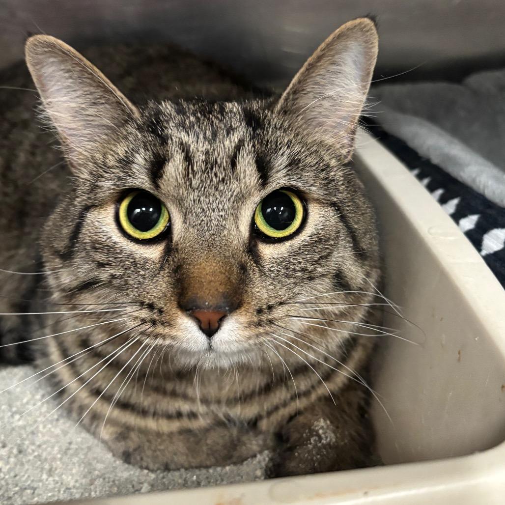 Enlarge Meatball 8C26, a Adoptable Domestic Short Hair in Napoleon, OH image 4/6