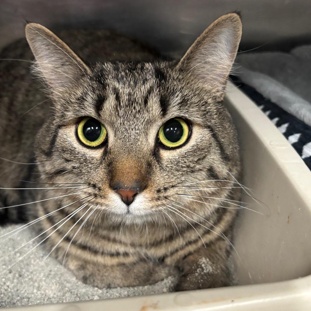 Enlarge Meatball 8C26, a Adoptable Domestic Short Hair in Napoleon, OH image 5/6