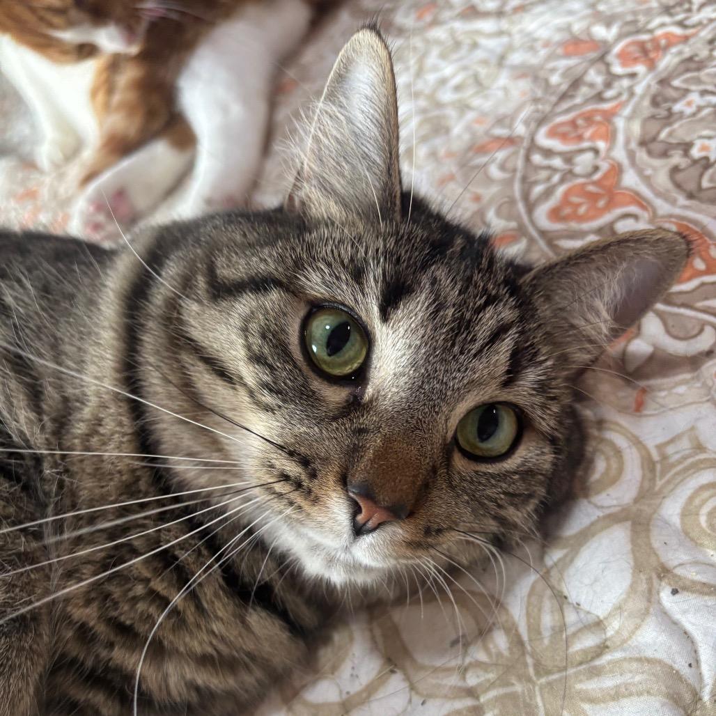 Enlarge Meatball 8C26, a Adoptable Domestic Short Hair in Napoleon, OH image 6/6