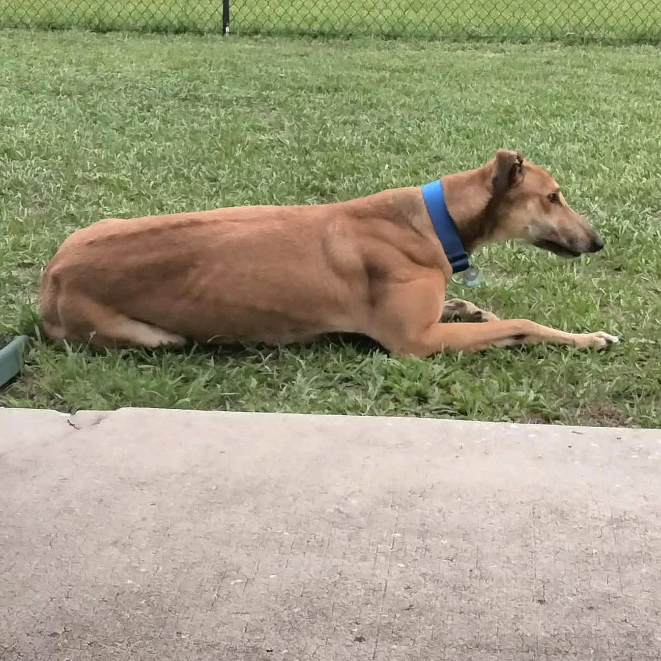 Tippy, a Adoptable Greyhound in Tarpon Springs, FL image 2/6
