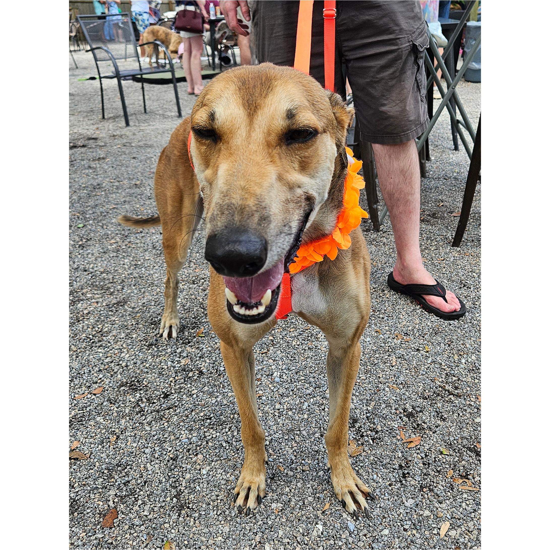 Tippy, Adoptable, Adult Male Greyhound.