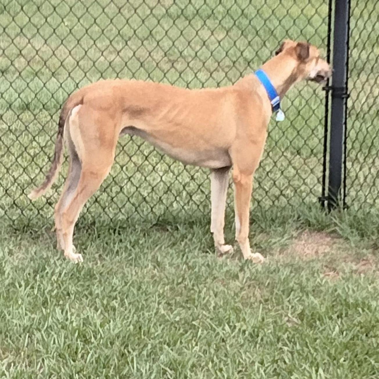 Tippy, a Adoptable Greyhound in Tarpon Springs, FL image 3/6