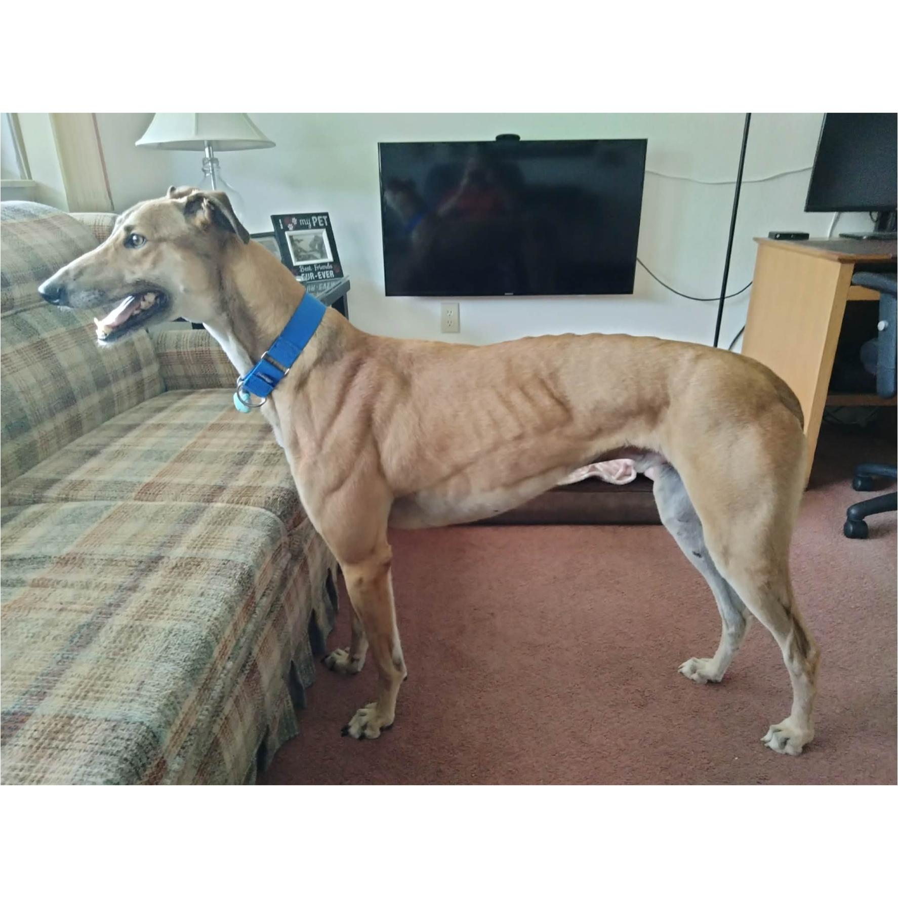 Tippy, a Adoptable Greyhound in Tarpon Springs, FL image 4/6