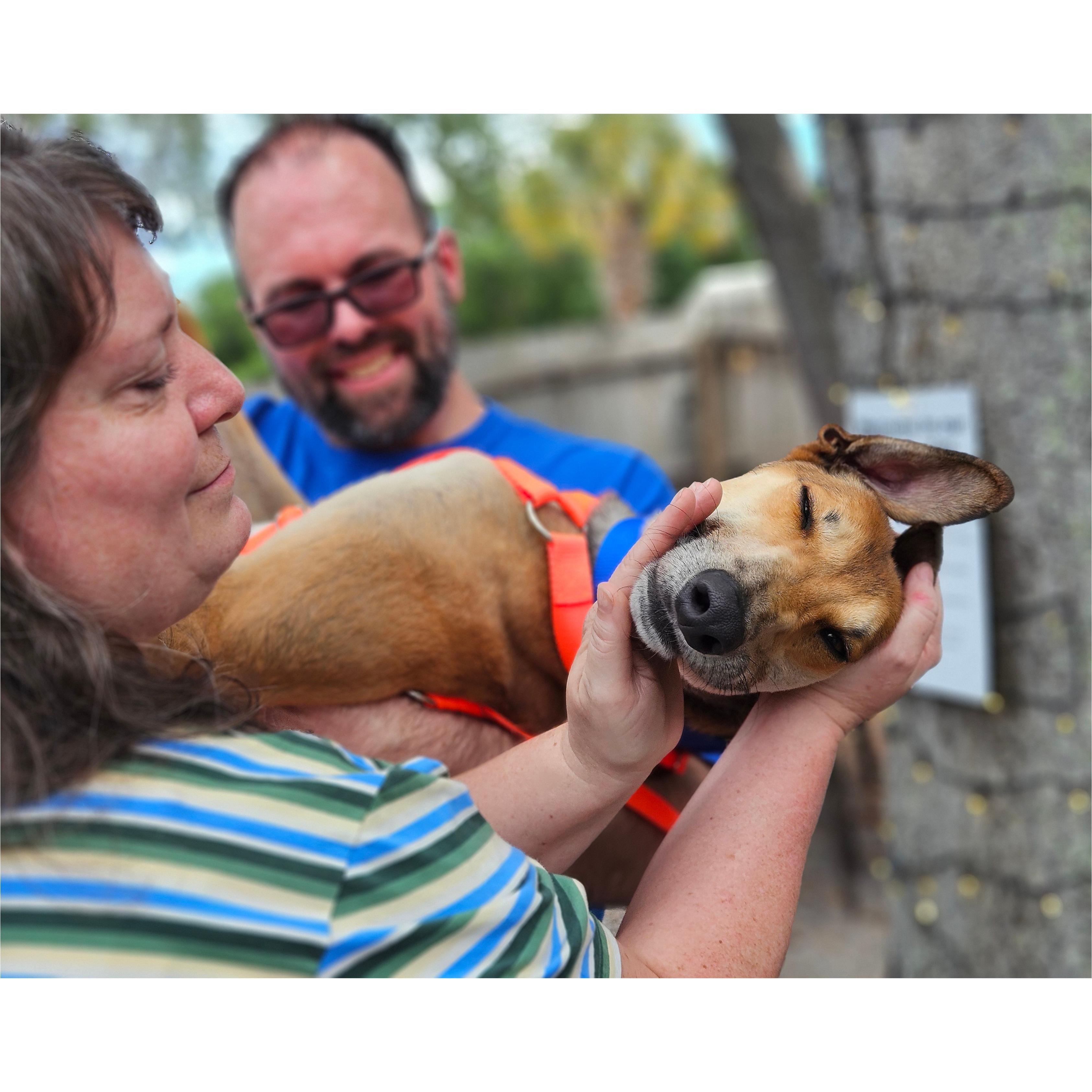Enlarge Tippy, a Adoptable Greyhound in Tarpon Springs, FL image 2/5