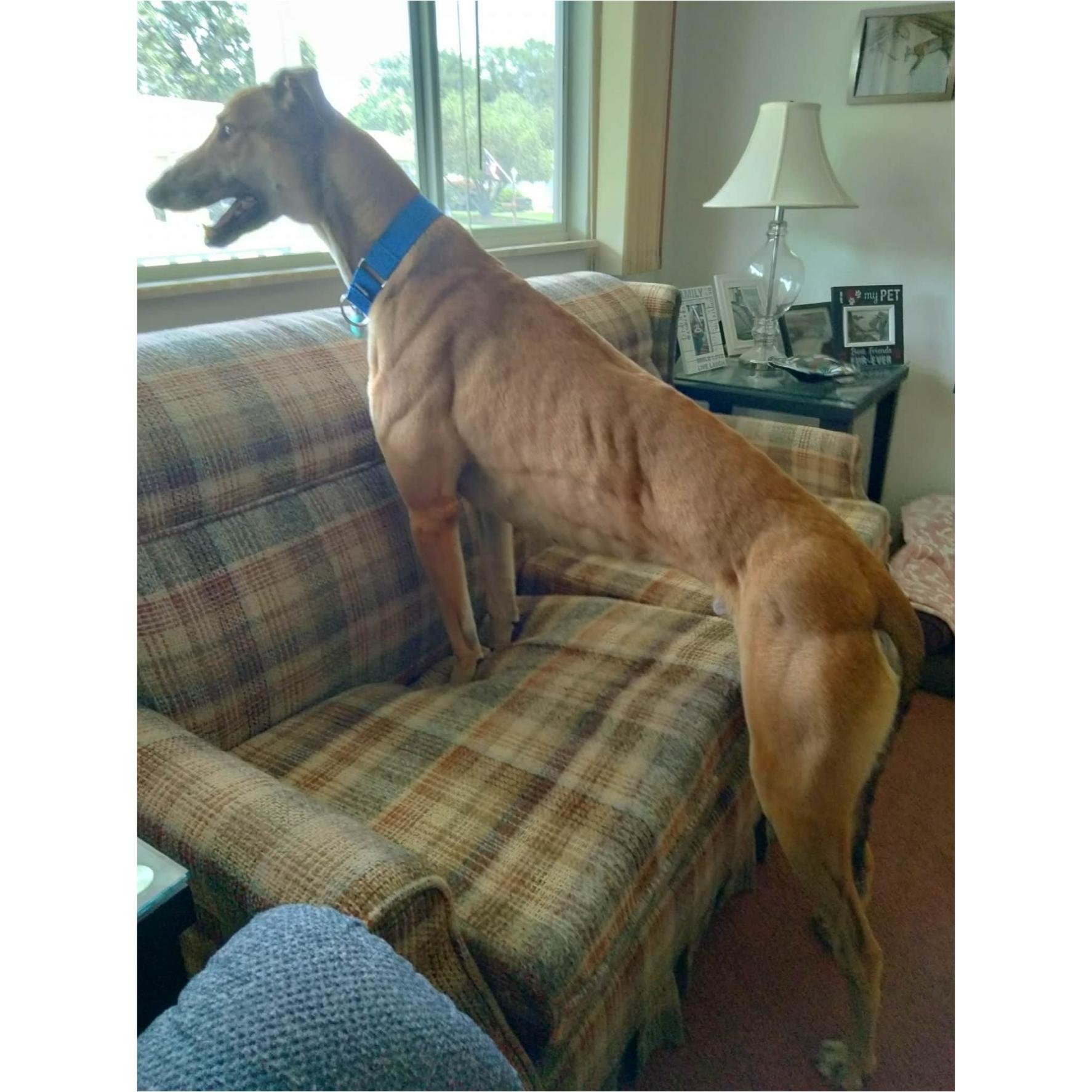 Tippy, a Adoptable Greyhound in Tarpon Springs, FL image 5/6