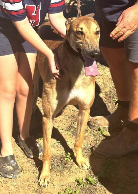 Enlarge Tippy, a Adoptable Greyhound in Tarpon Springs, FL image 1/3