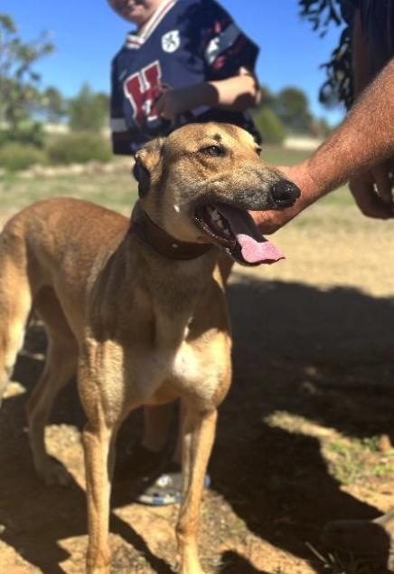Enlarge Tippy, a Adoptable Greyhound in Tarpon Springs, FL image 2/3