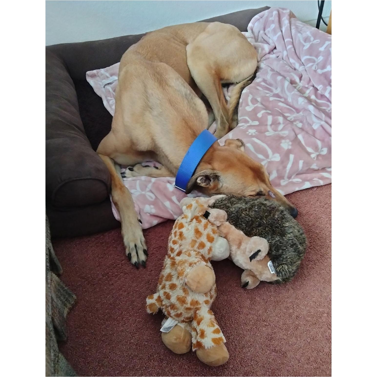 Tippy, a Adoptable Greyhound in Tarpon Springs, FL image 6/6