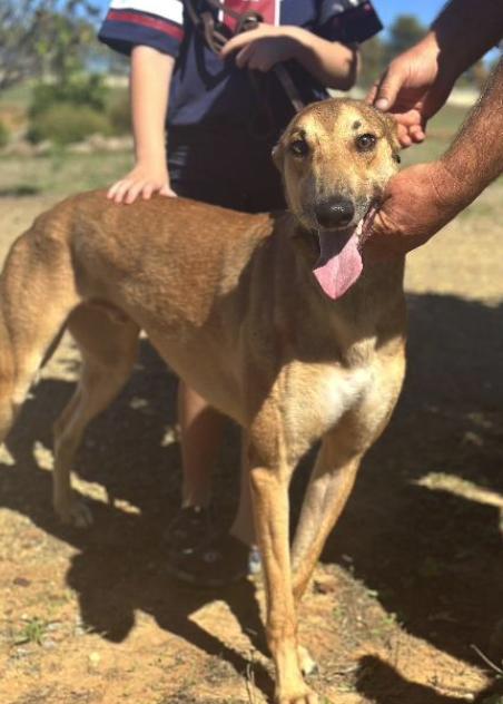 Enlarge Tippy, a Adoptable Greyhound in Tarpon Springs, FL image 3/3