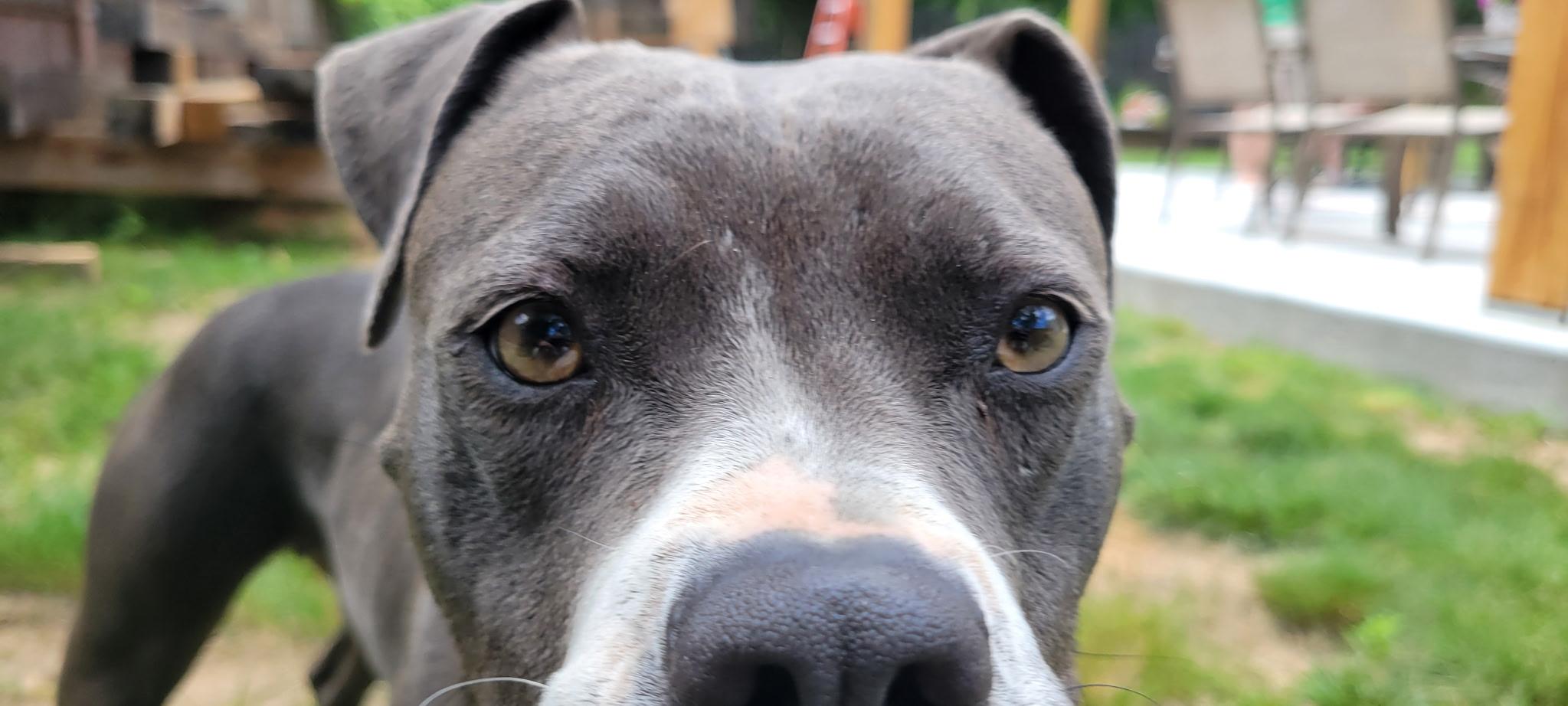 Magnolia, a Adoptable mixed breed in Kingston, NY image 2/3