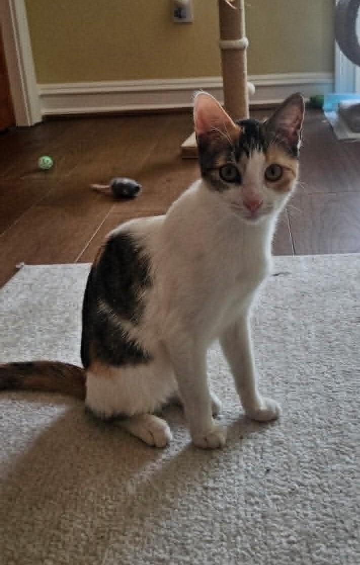 Chloe, adopted, Kitten Female Domestic Short Hair.