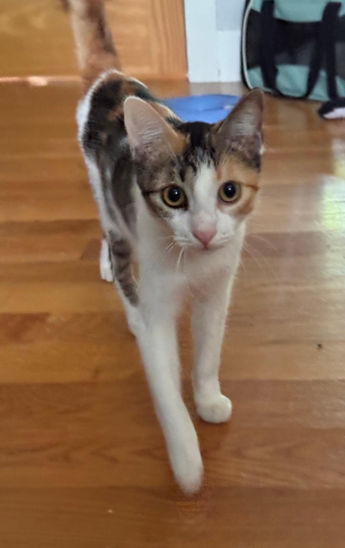 Chloe, an adopted Domestic Short Hair in Roslindale, MA image 3/3