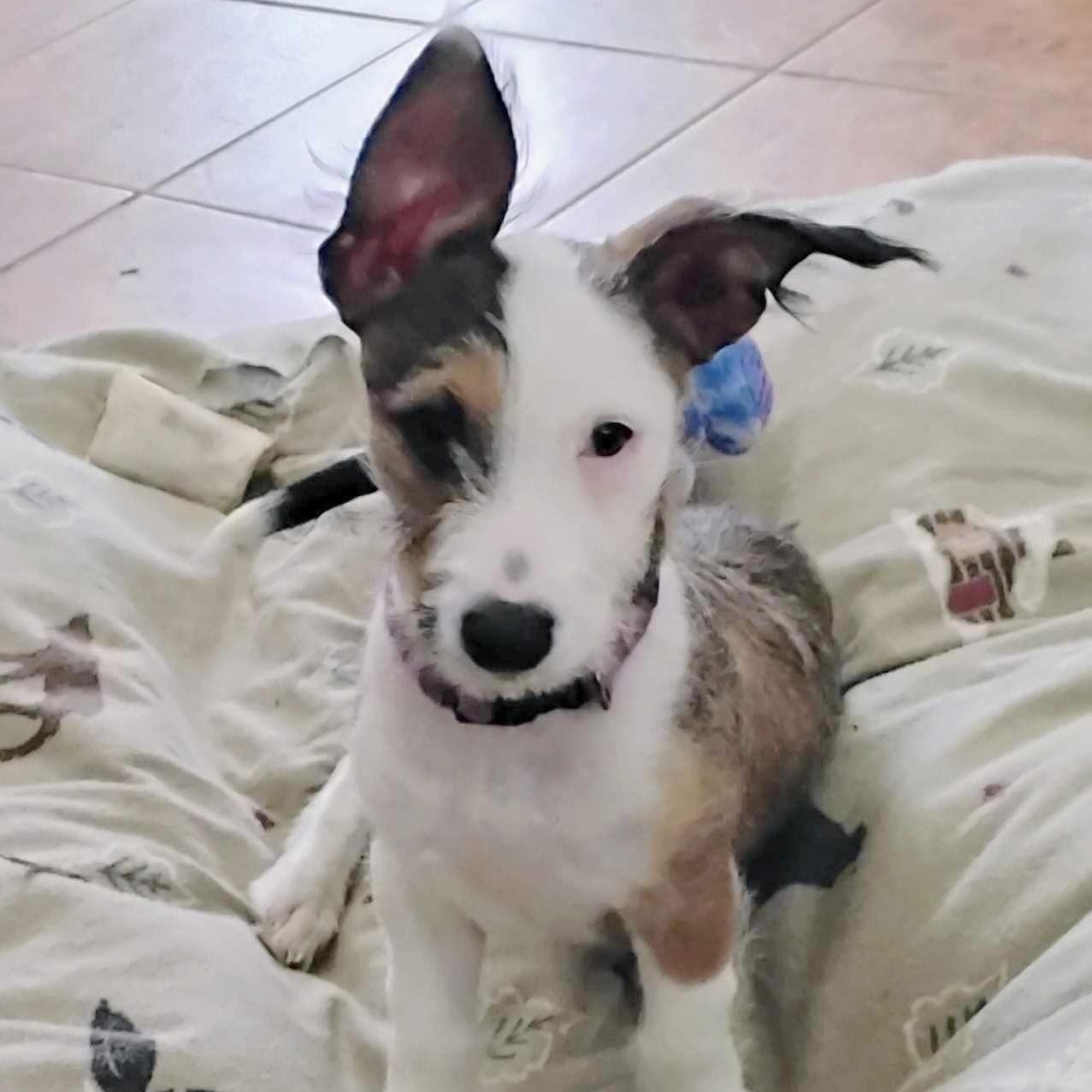 Navy Bean, adopted, Puppy Female Australian Cattle Dog / Blue Heeler & Wirehaired Terrier.