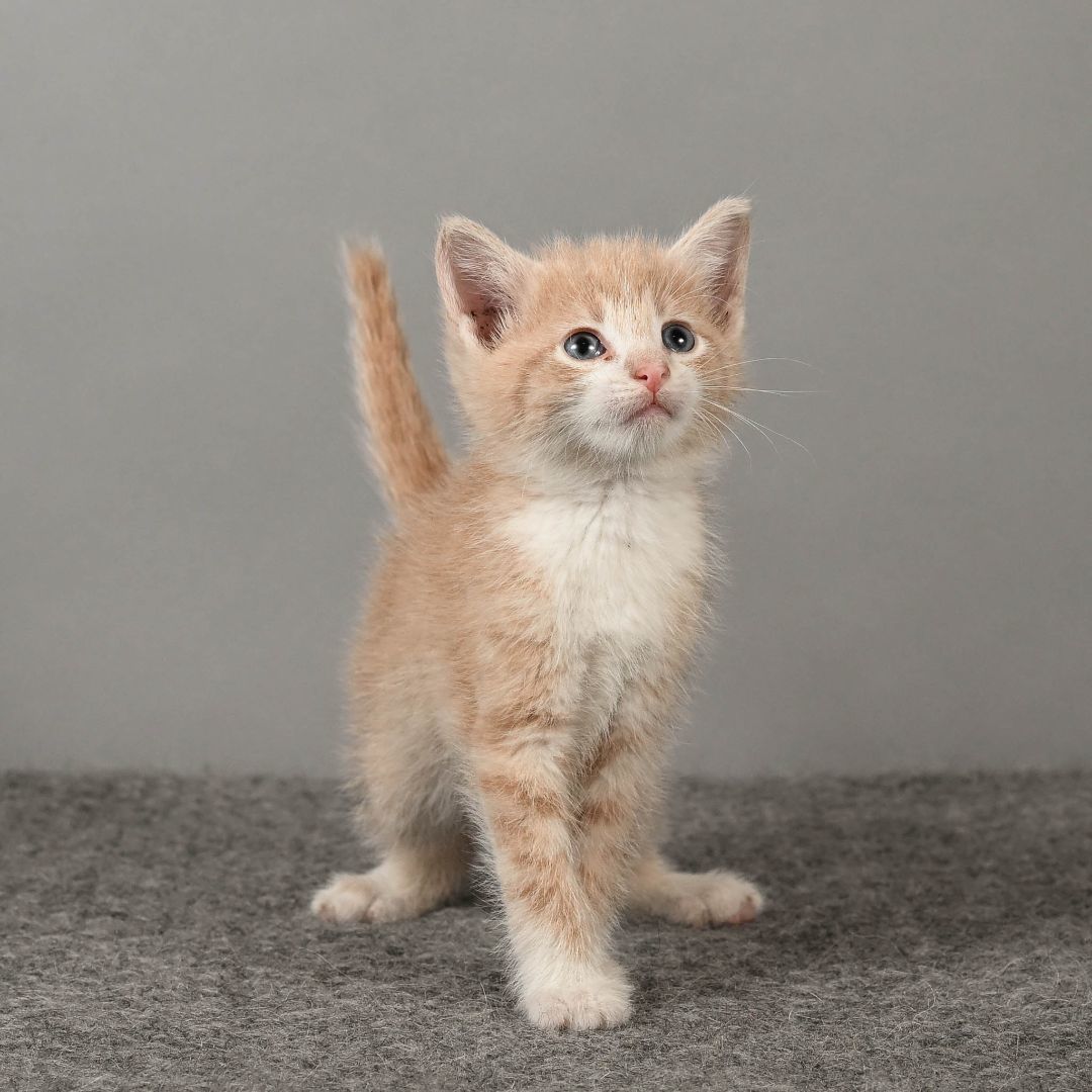 Enlarge Roo, a Adopted Tabby in Bowling Green, OH image 1/4