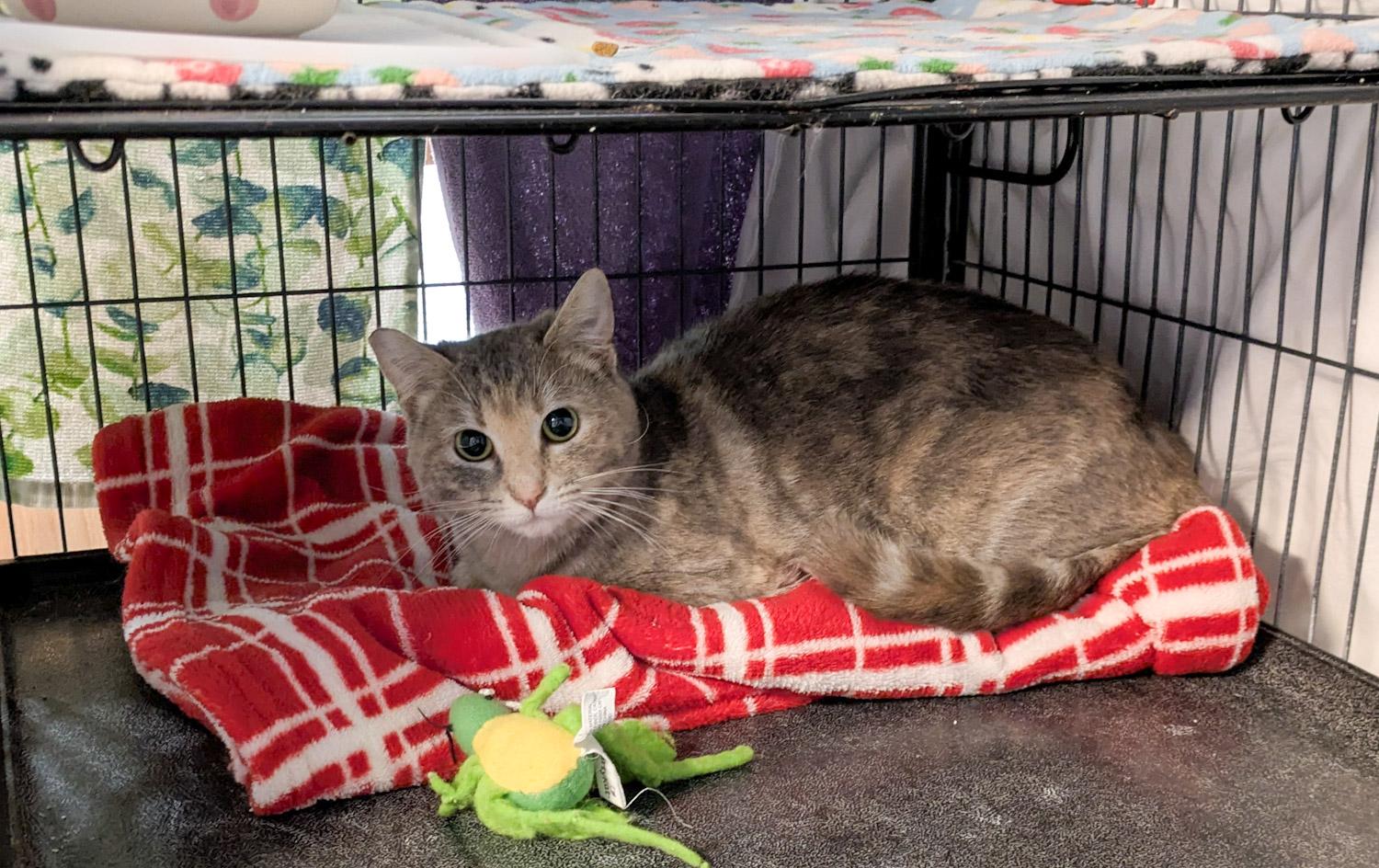 Rain - Barn cat, Adult Female Domestic Short Hair
