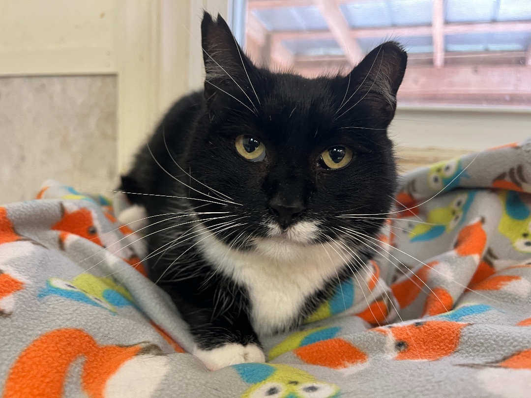 Enlarge Bailey, a Adoptable Tuxedo in Palmyra, VA image 4/6