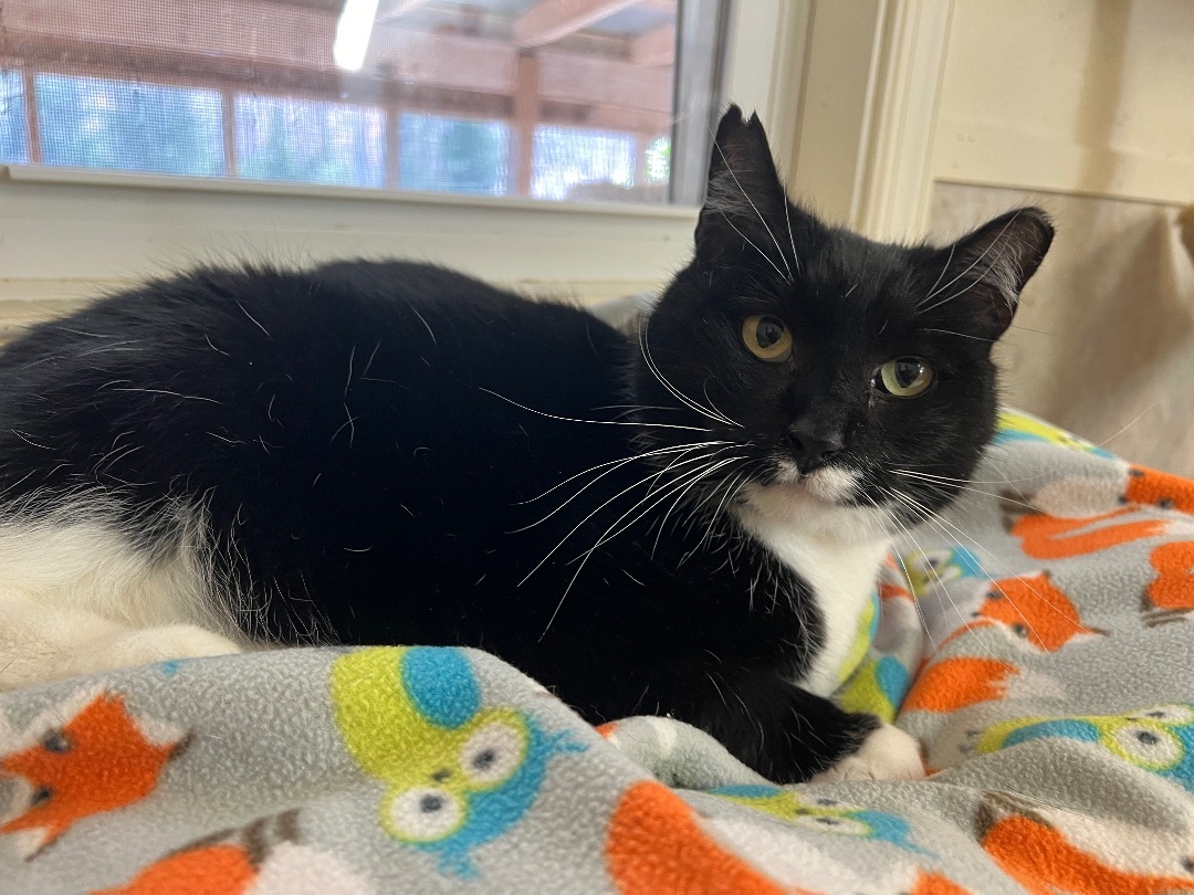 Enlarge Bailey, a Adoptable Tuxedo in Palmyra, VA image 2/6